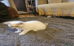 British Shorthair cats for sale: CUTE BRITISH SHORT HAIR LOOKING FOR FOREVER HOME - Image 9