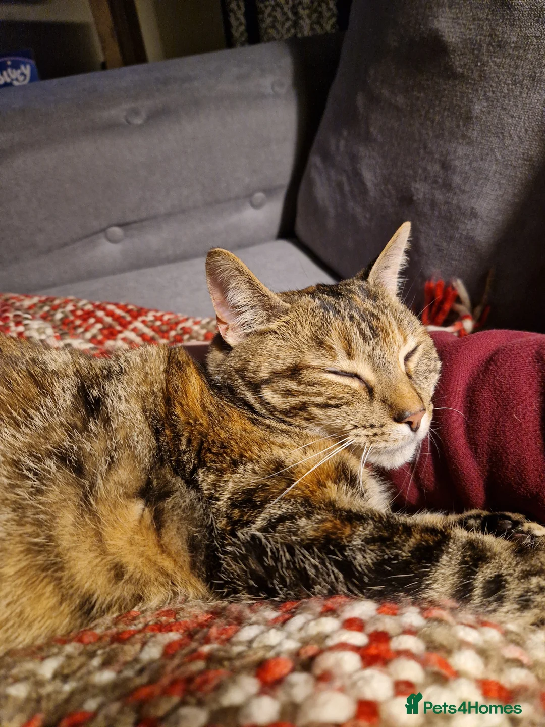 Mixed Breed cats for sale: Beautiful tabby looking for a loving home. - Advert 2
