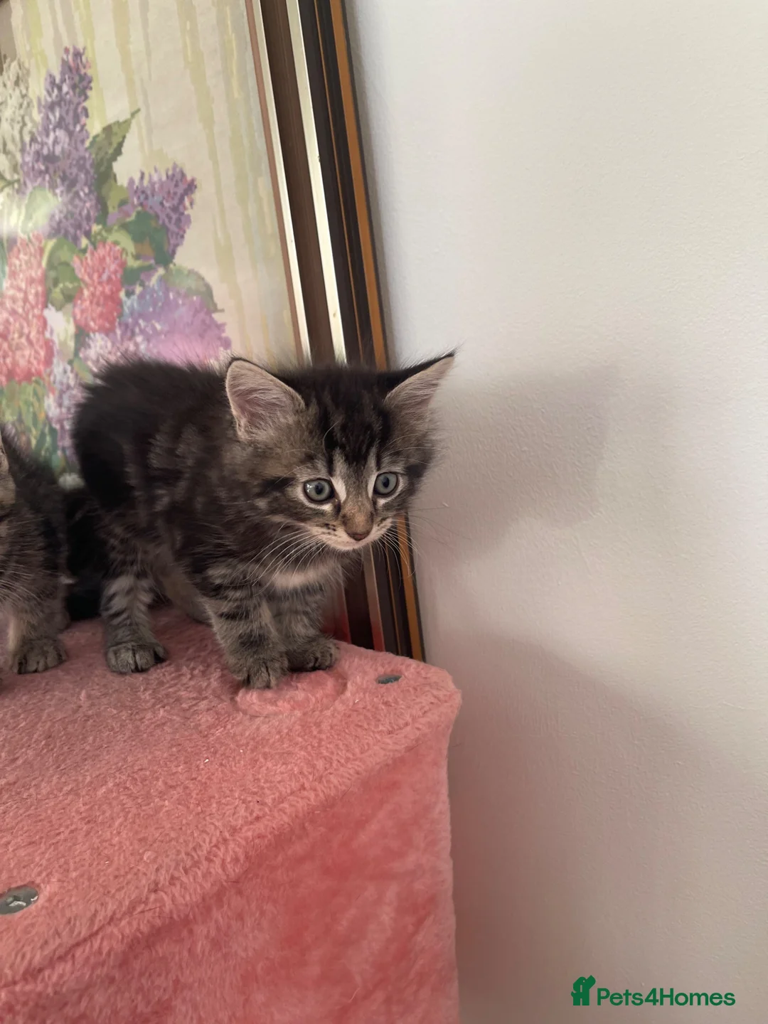 Mixed Breed cats for sale: Beautiful Mixed Breed  - Advert 2