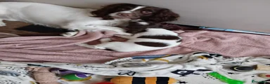 English Springer Spaniel 5