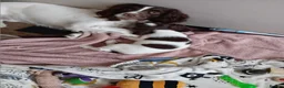 English Springer Spaniel dogs for sale: English springer spaniel puppies  - Advert 8
