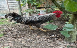 Chickens poultry for sale: Cockerels For Sale - Image 5