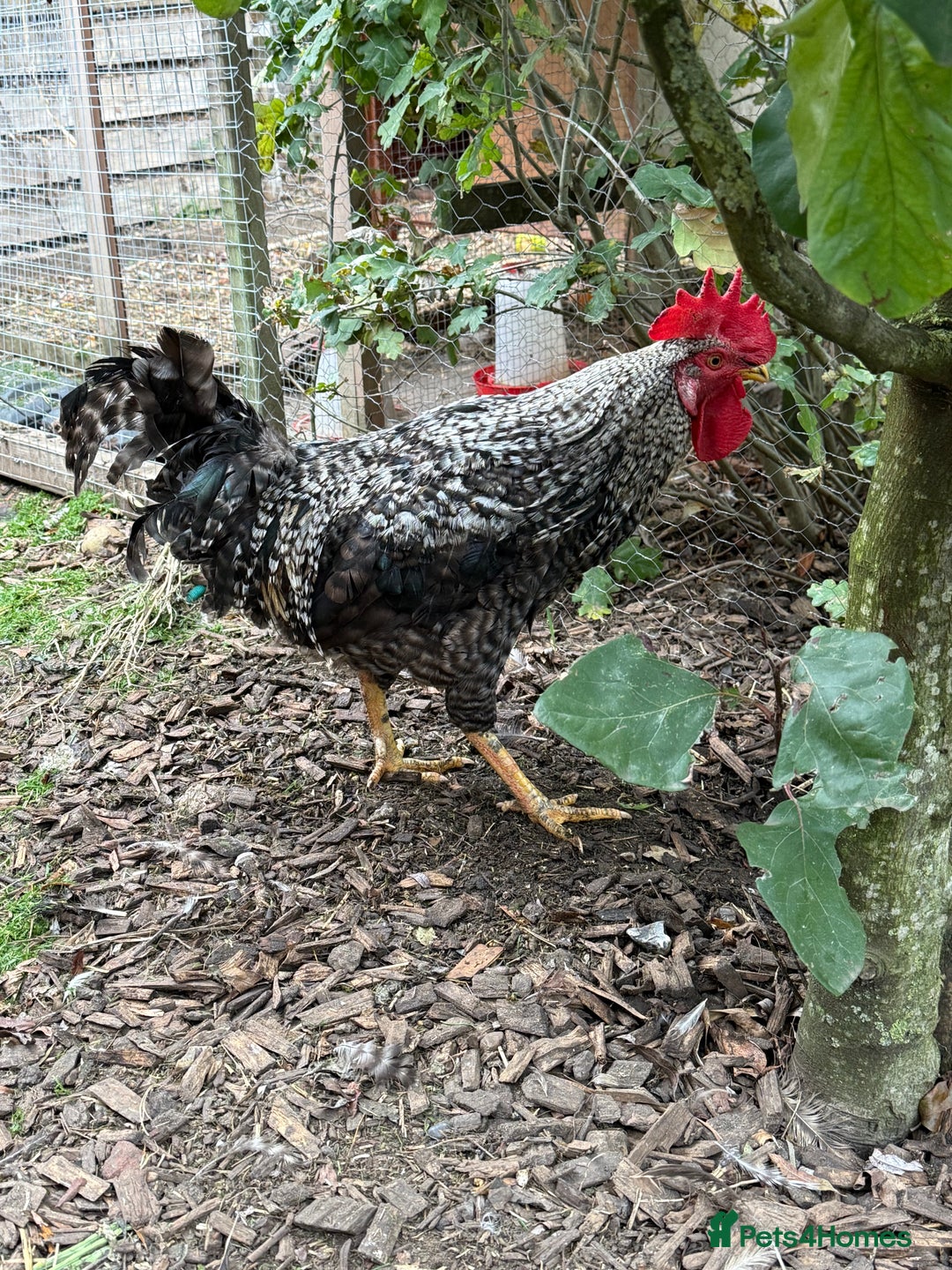 Chickens poultry for sale: Cockerels For Sale - Image 5