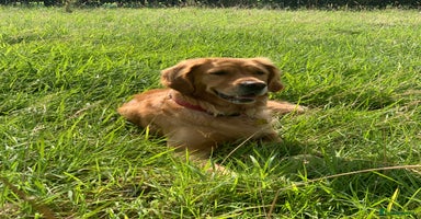 Golden Retriever dogs - Advert 15