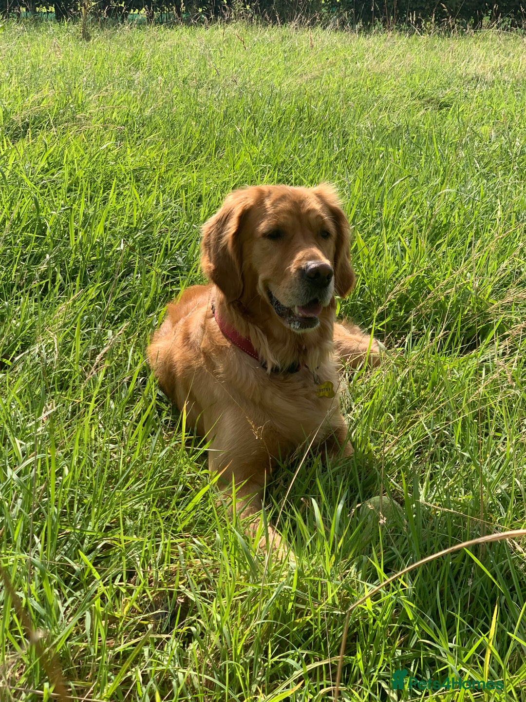 Golden Retriever dogs for sale: Working Golden Retriever Puppies  - Image 2