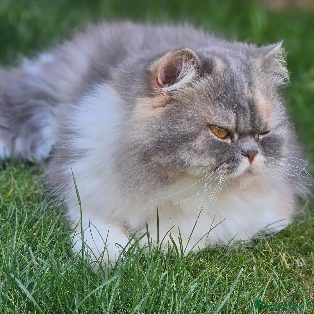 Persian cats for sale: 2 year old Persian female  in Crawley - Advert 3