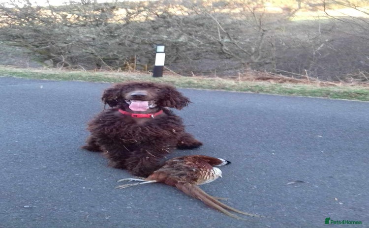 Irish Water Spaniel dogs Irish water spaniel for stud. in Sanquhar - Advert 1