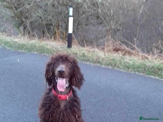 Irish Water Spaniel dogs in Sanquhar - Advert 1
