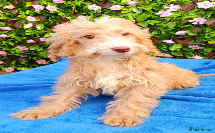 Cockapoo dogs EXTENSIVELY HEALTH TESTED PARENTS F1 COCKAPOOS - Advert 14