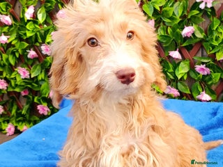 Cockapoo dogs EXTENSIVELY HEALTH TESTED PARENTS F1 COCKAPOOS - Advert 11