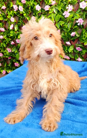 Cockapoo dogs EXTENSIVELY HEALTH TESTED PARENTS F1 COCKAPOOS - Advert 14