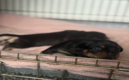 Mixed Breed dogs for sale: French weiner puppies - Image 7