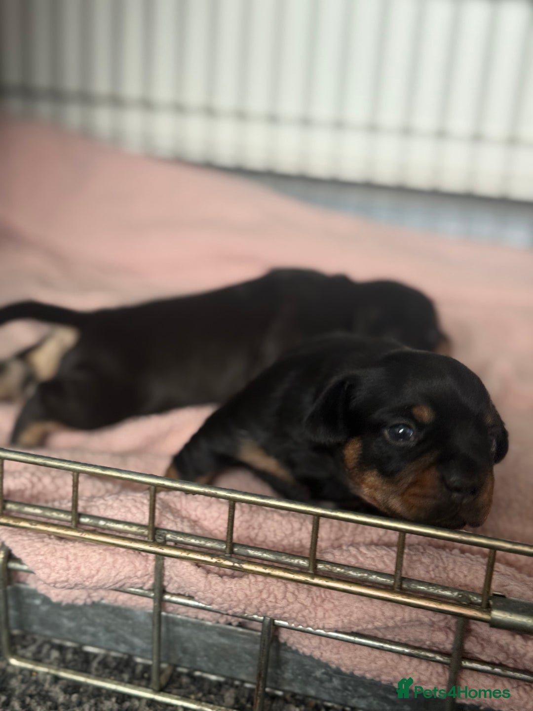 Mixed Breed dogs for sale: French weiner puppies - Image 7