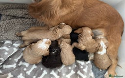 Cockapoo dogs for sale: 🐶Stunning F1 Cockapoos, Licensed Breeder🐾 - Advert 7