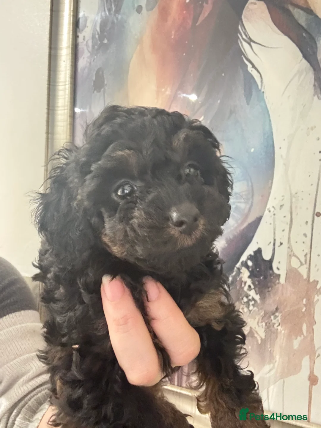 Cavapoo dogs for sale:  ** /TOY MULTI GEN CAVAPOO BOY - Advert 9