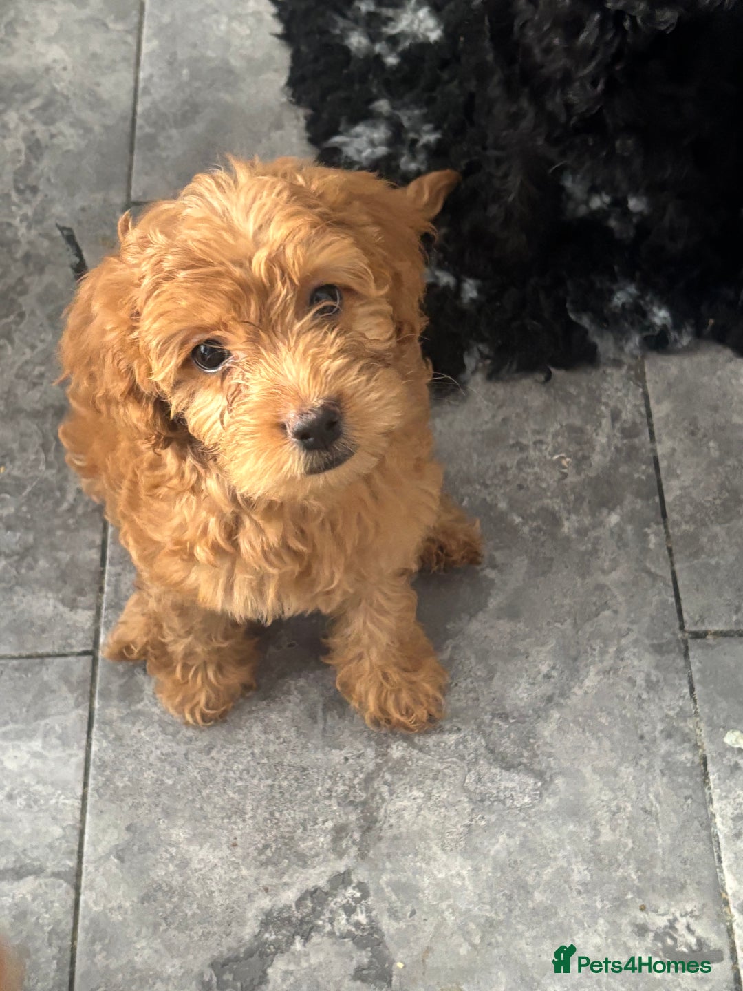Mixed Breed dogs for sale: final reduction to find forever home  - Image 30