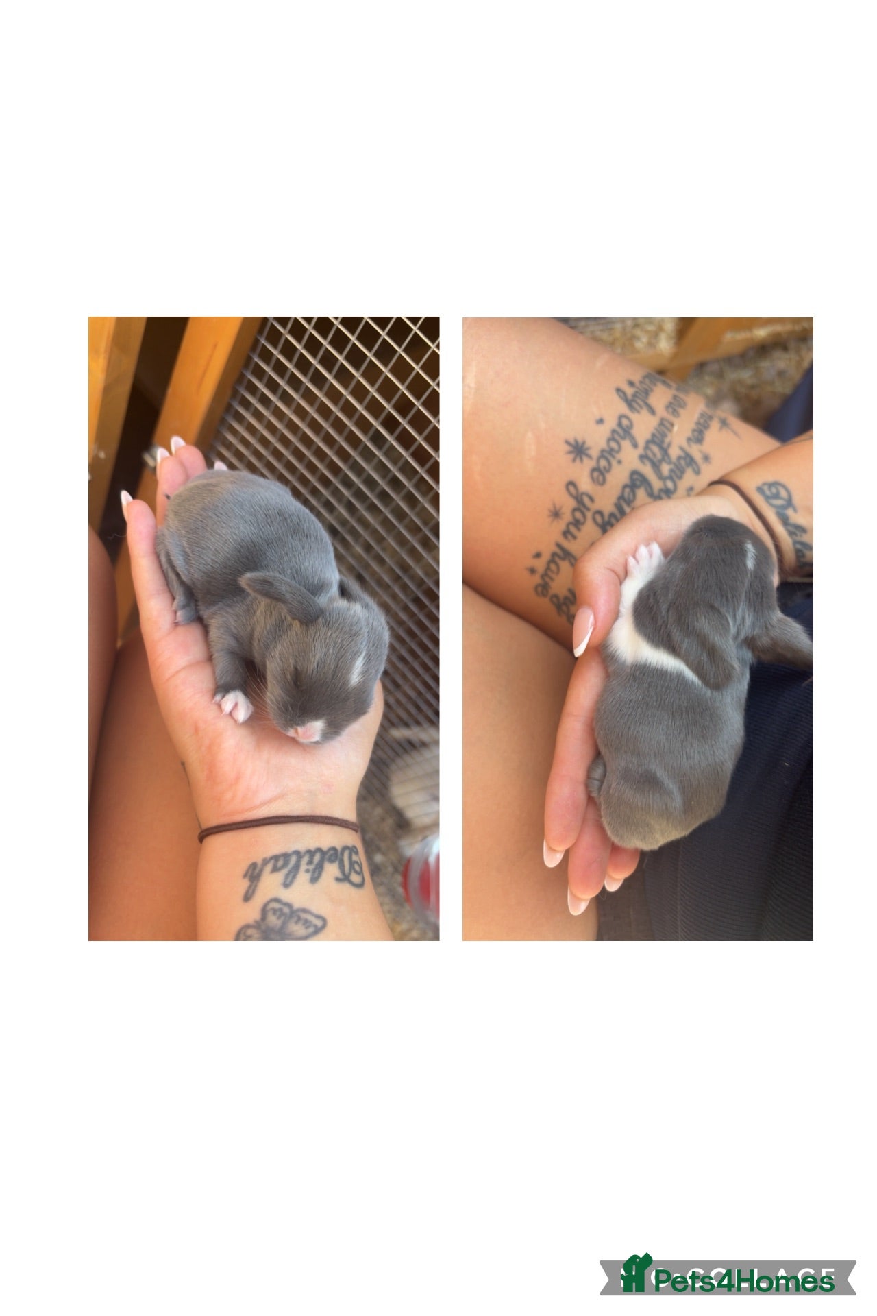 Mini Lop rabbits Mini lop mix genders - Advert 1