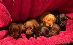 Cocker Spaniel dogs for sale: Cocker spaniels - Image 8