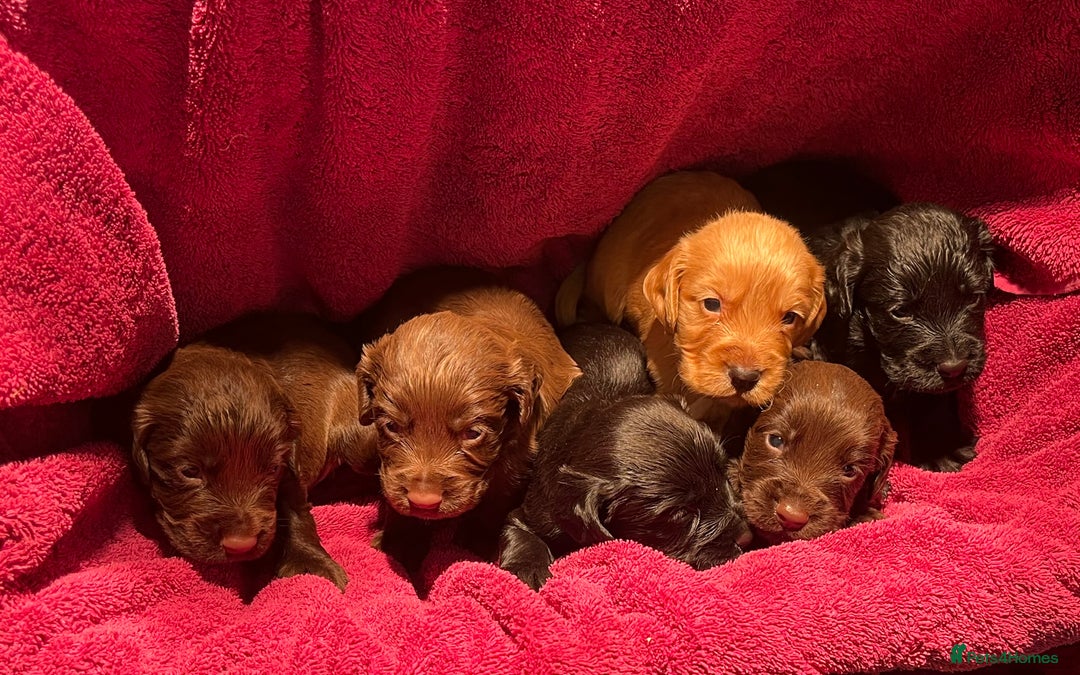 Cocker Spaniel dogs for sale: Cocker spaniels - Image 8