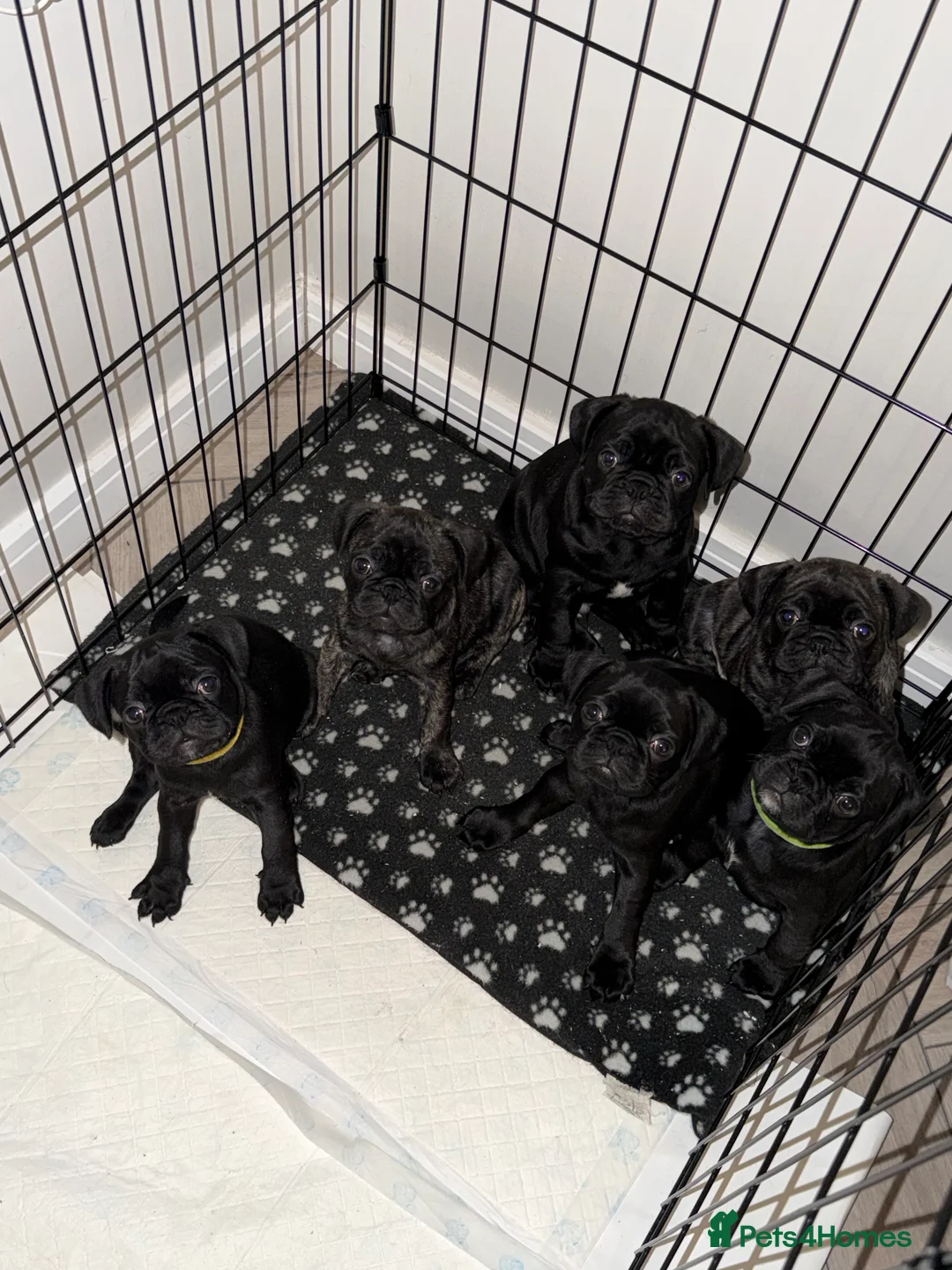 Frug dogs for sale: Beautiful Frug Puppies - Advert 1