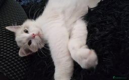 Ragdoll cats for sale: GRAND Champion European Line kittens.FULL PEDIGREE - Image 23