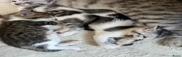 Mixed Breed cats for sale: Beautiful bengal mixed kittens  - Advert 4