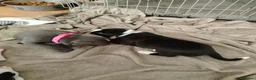 Staffordshire Bull Terrier dogs for sale: Lovely little staffy puppies  - Advert 9