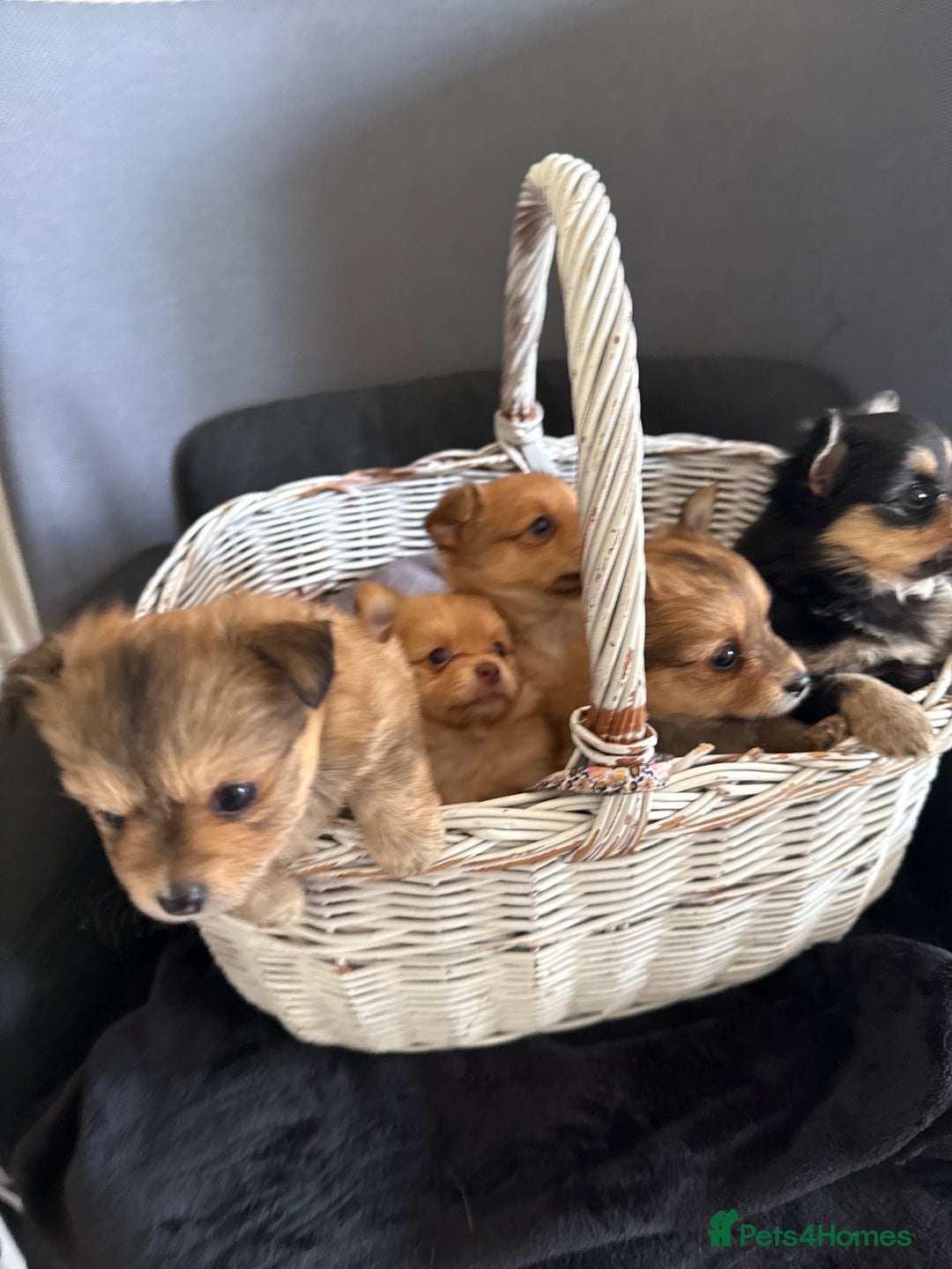 Pomeranian dogs for sale:  Adorable Pomeranian puppies  - Image 2