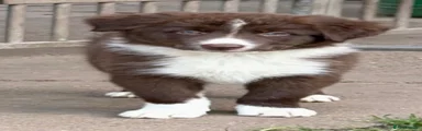 Border Collie 4