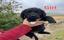 Mixed Breed dogs for sale: GORGEOUS ROTTLE PUPPIES - Image 3