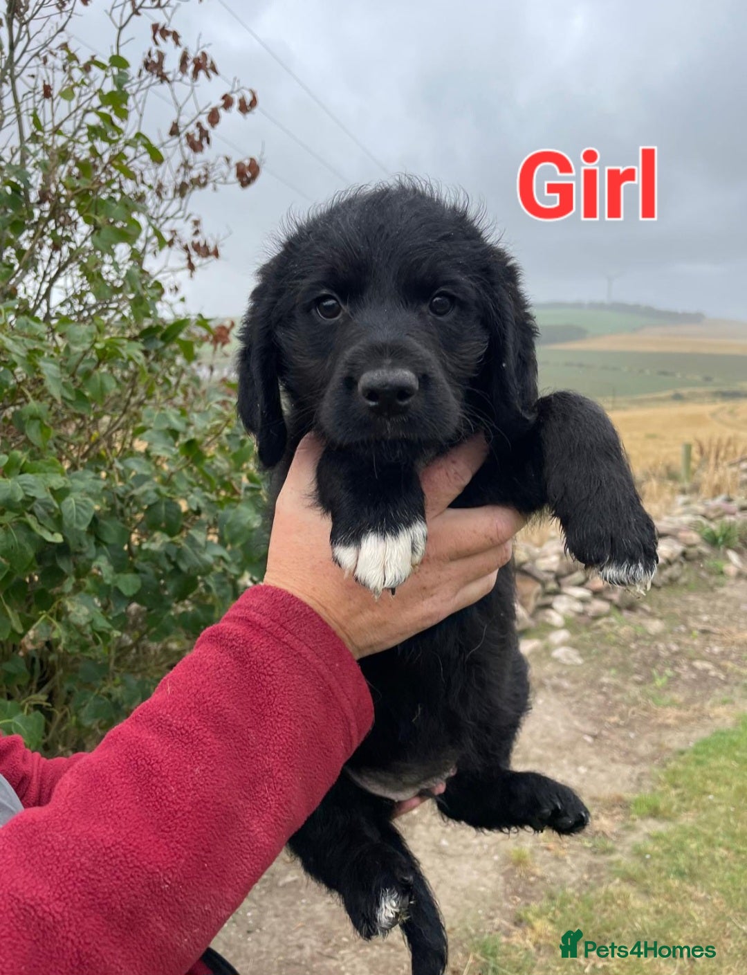 Mixed Breed dogs for sale: GORGEOUS ROTTLE PUPPIES - Image 3