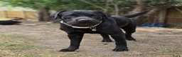 Labrador Retriever dogs for sale: Labradorable Muffin  - Advert 6