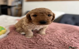 Cockapoo dogs for sale: Adorable Cockapoo puppies waiting for You!  - Image 15