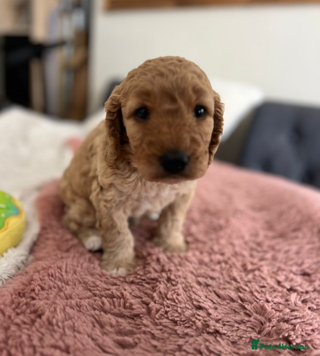 Cockapoo dogs for sale: Adorable Cockapoo puppies waiting for You!  - Image 15