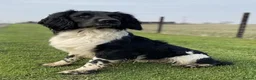 English Springer Spaniel dogs for sale: Fully health tested working springer spaniels  in Buckingham - Advert 19