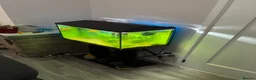 Other/Mixed Breed fish for sale: Tank , light, filter and stand  - Advert 2