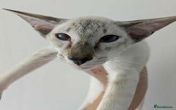 Siamese cats for sale: Siamese Kittens For Sale. - Image 6