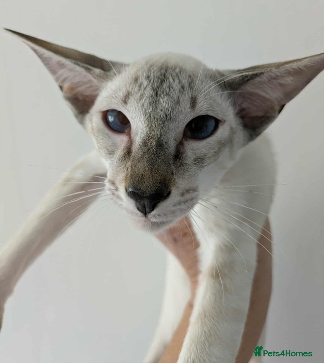 Siamese cats for sale: Siamese Kittens For Sale. - Image 6