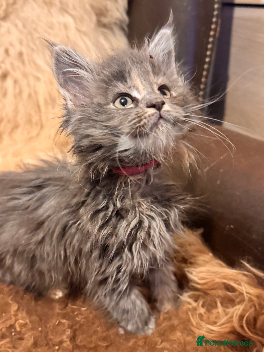 Maine Coon cats for sale:  TICA Registered Maine Coon Kittens- ready now  - Advert 23