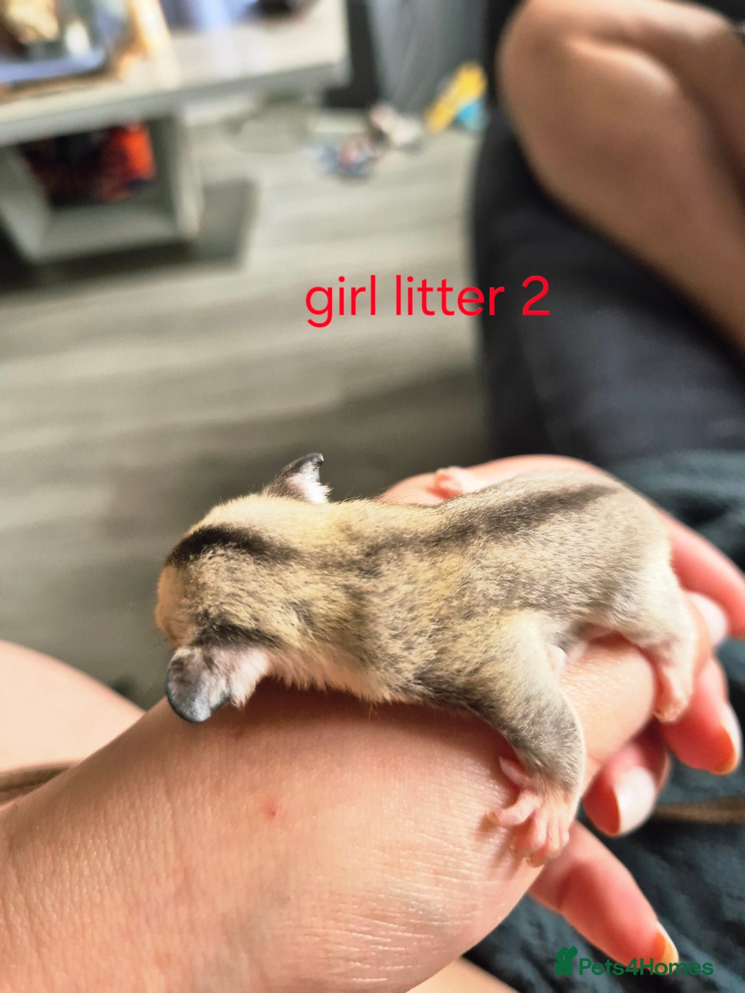 Sugar Glider rodents for sale: 4 baby sugar gliders ready 13th sept price each  - Image 15