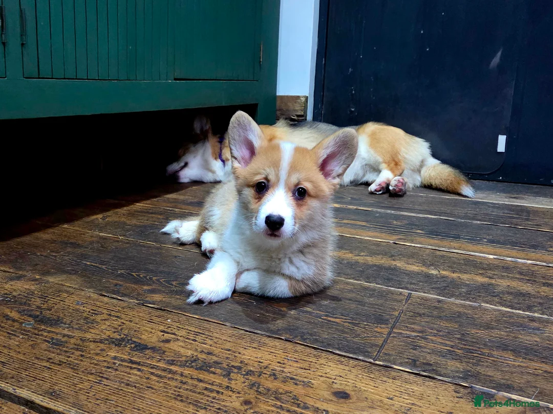 Welsh Corgi Pembroke dogs for sale: Stunning KC Registered Girl Dove Available.  - Advert 8