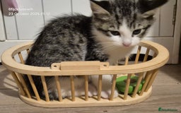 Mixed Breed cats for sale: Six beautiful and playful kittens ready Sunday! - Image 5