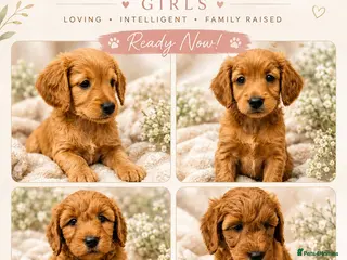 Goldendoodle dogs Golden Doodles (miniatures) - Advert 3