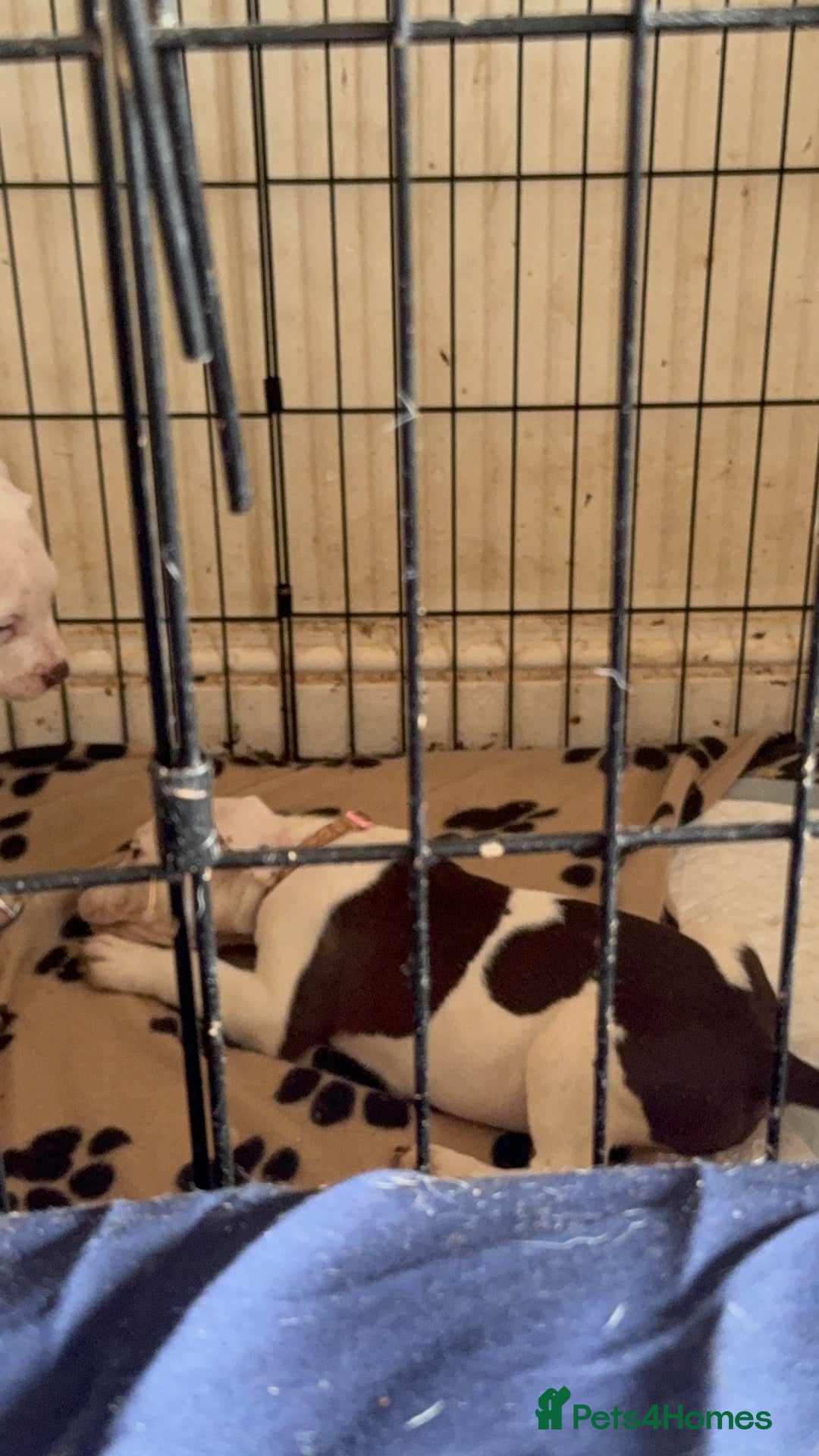 Mixed Breed dogs for sale: Spaniel crossed  - Image 3