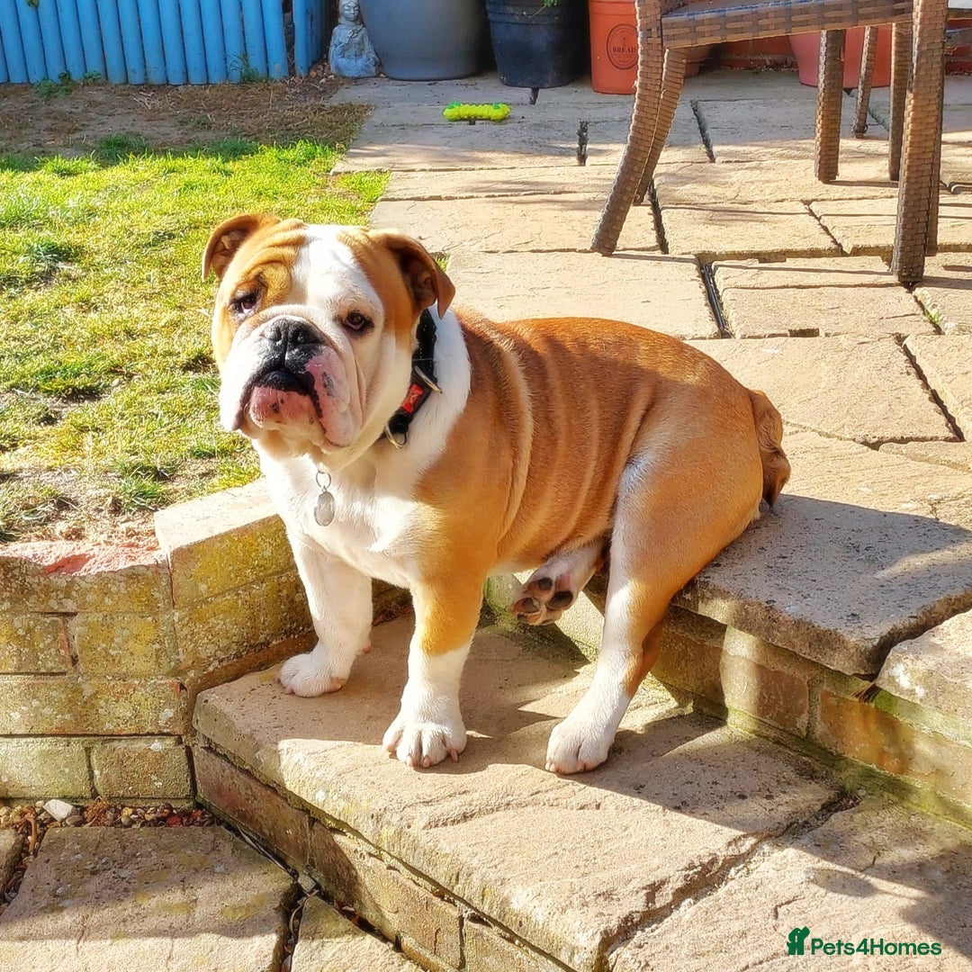 English Bulldog dogs for sale: KC registered Old English Bulldog - Image 2