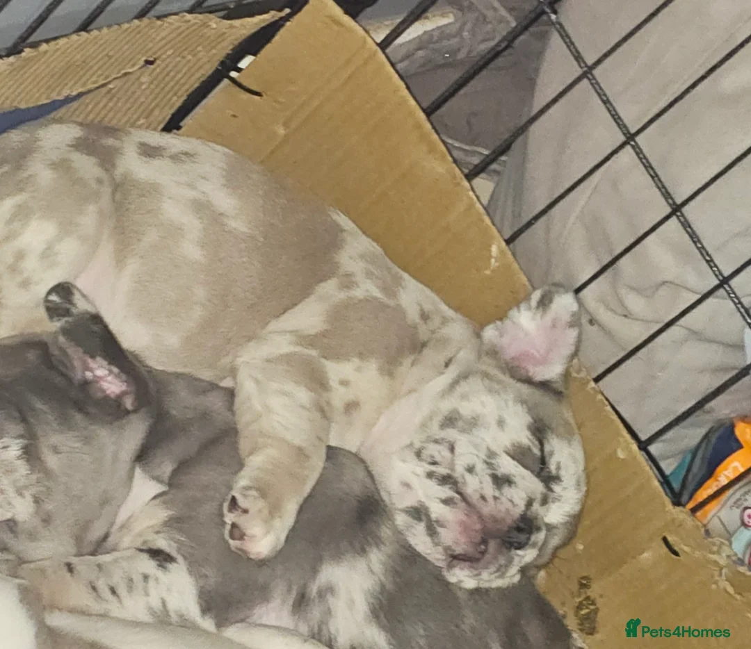 French Bulldog dogs for sale: Gorgeous Blue Merle Frenchie Pup - Advert 3