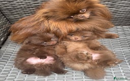 Pomeranian dogs for sale: Teddy bear amazing puppy 🥰 - Image 3