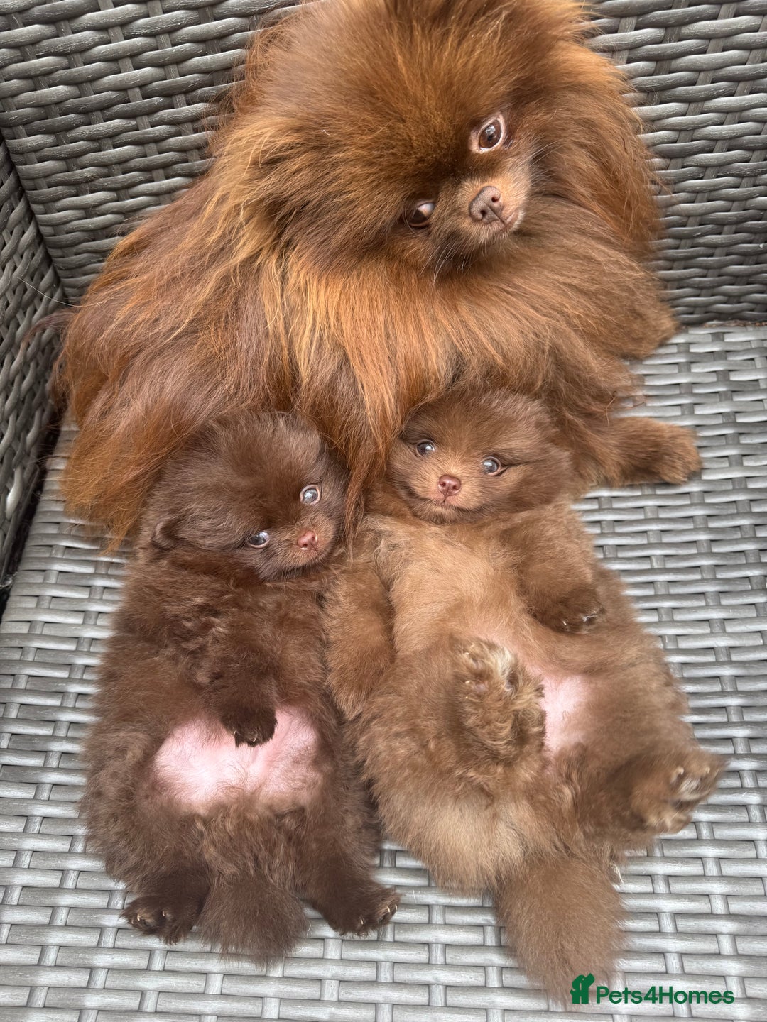 Pomeranian dogs for sale: Teddy bear amazing puppy 🥰 - Image 3