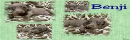 Dachshund dogs for sale: 🩷Amazing dachshund puppies🩷 - Advert 28