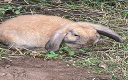 Mini Lop rabbits for sale: 2 mini lop does harlequin  - Image 4